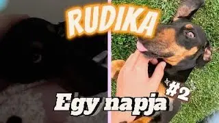 A KUTYÁM egy NAPJA (paródia)#2