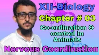 Biology XII Chapter 3| Co-ordination and control in Animals | Nervous co-ordination