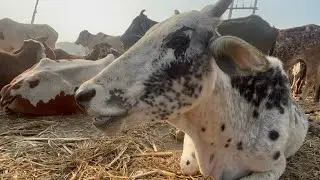 Inside a Real Cattle & cows Farm! | High-Milk Producing Breeds & Farmin  Secrets&rdquo;