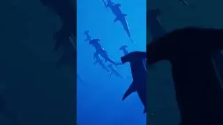 Unveiling the Challenge: Sharks and the Changing Environments Dilemma