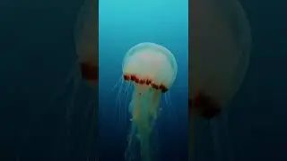 The motion of Jellyfish 😍#templeadventures #scubadiving #pondicherry #india