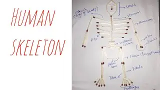 Human skeleton made from matches