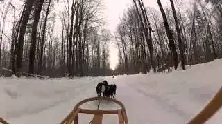 dog sledding - music only used for entertainment purposes only