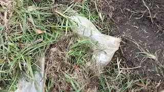 DIY; Lawncare:Transplant grass removed from around the tree to a much needed area