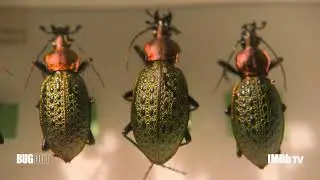 BUG OUT | STOLEN | IMDB TV | 15s | Now Streaming