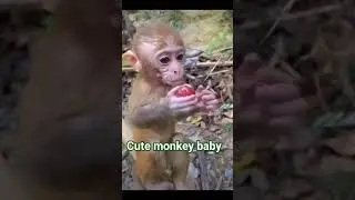 Monkey monkey eating apple so cute || cute monkey baby || baby monkey #viral #youtubeshorts #shorts