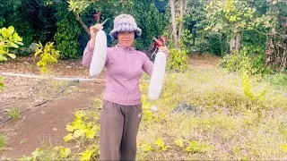 បាញ់ថ្នាំបំប៉នស្វាយចន្ទី Go spray cashew nut seedlings with fertilizer.@SokleangFamilylife