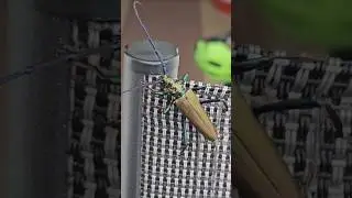 K&auml;fer XL fliegt los [in Zeitlupe] #k&auml;fer #tiere #shorts #shortsfeed