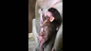 Macaque a little hug mom