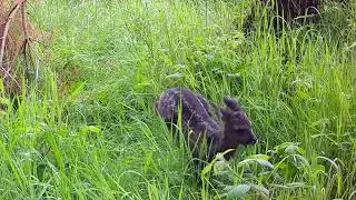 Roe Deer Fawn Calling