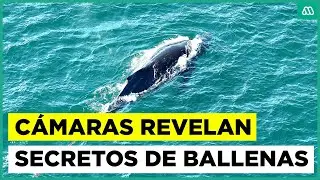 Cámaras revelan secretos sobre las ballenas