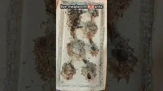 Live Mealworm VS My Biggest Ant Colony 🐜🔥 | Insane Colony Reaction! #shorts #antkeeping 🤯🔥..........