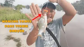 mancing tawes di spot sejuta umat||pake Teknik ombyok||sungai Siak !!!