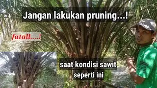 Pruning sawit yang benar ,kondisi tepat & pas....|| Pengaruh pada pembuahan ||
