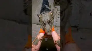 The mud was like concrete... he was stuck for hours 😰🐕 #dog #rescue
