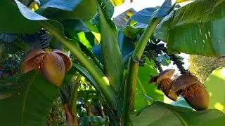 Jak w Polsce rosną banany / uprawa bananowca / owoce banana