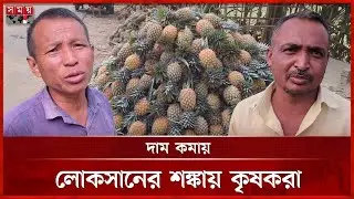খাগড়াছড়িতে আনারসের বাম্পার ফলন | Pineapple Cultivation | Rangamati News | Somoy TV