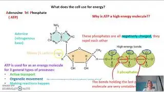 ATP, phosphorylation, and the ATP cycle