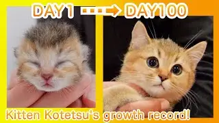 Рекорд роста котенка Котэцу! [от 0 до 100 дней после рождения]