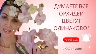 Новинки бабочки! Обзор цветущих стеллажей. Хойя Ундулата зацвела | 4K video | English subtitles 