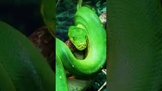 Wild Jungle Life  #animals #wildanimals #nature #wildlife  #shorts