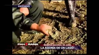 La agonía de un lago: Reserva Nacional de Junín al borde de la extinción