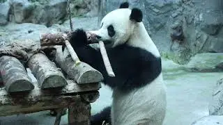 Panda, giant panda, rare animals free stock video  Free for use & download