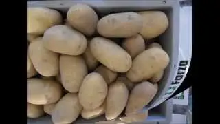 Den Hartigh BV + Solana GmbH & Co.KG potato varieties 2014