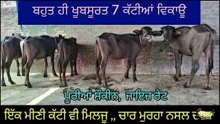 (9814545230)7 ਕੱਟੀਆਂ ਮੋਹਰਾਂ ਨਸਲ ਦੀਆਂ ਵਿਕਾਊ #cow #animalfarming #goat 