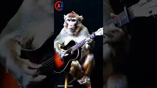 monkey guitar  shorts | funny video