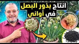 مش هتشتري تقاوي بصل تاني! ازاي تنتجها على سطح بيتك وفر فلوسك | إنتاج تقاوي البصل في البيت بسهولة