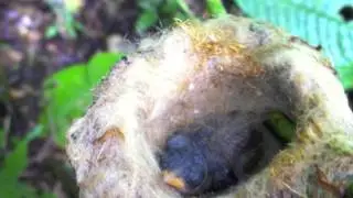Kekoldi Video