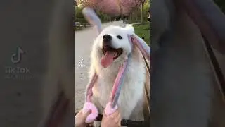 СОБАКА МИЛАШКА ❤️