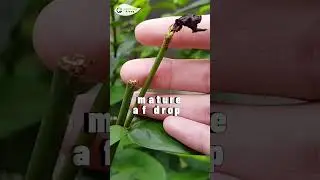 Top Rose