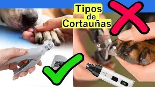 Tipos de CORTAUÑAS y CÓMO CORTÁRSELAS | Perros MUCA