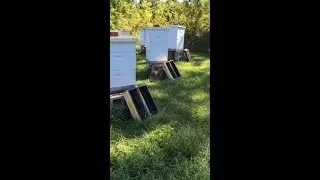 HOW TO SET UP YOUR BEE YARD