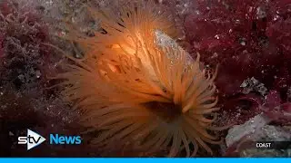 Divers discover rare flame shell reef off Arran coast