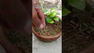 How to grow money plant propagation in soil #moneyplantcare  #shots