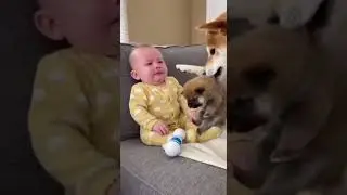 Mama Dog Shares Her Puppy To Comfort Baby! ❤️