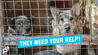 How To Help Local Animal Shelters