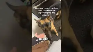This dog was on a full inspection 😂