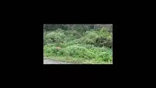 Tiger attack #tiger Sitavani patkot on  road #Ramnagar #corbettnationalpark #shorts  #trending