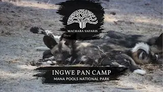 Painted Wild Dog Feeding Frenzy | Zimbabwe | Ingwe Pan Camp