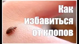 Уничтожение постельных клопов своими руками ОТЗЫВ