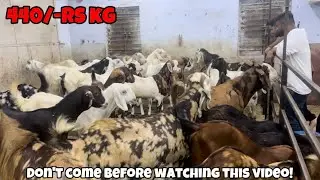 All Goat Farm Bakra mandi Latest Update 2024 | Bhiwandi | Mumbra