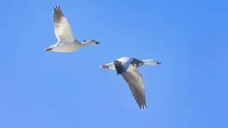Bosque del Apache IV 2022 Moments