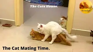 The Cat Mating is Second Time | Part 19 | THE CATS HOUSE.
