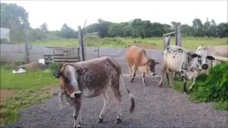 COW PROTECTION MAURITIUS Shree Shree Radhe Gopal Godham