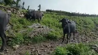 Regular rain water beautiful place for nepal🇳🇵 