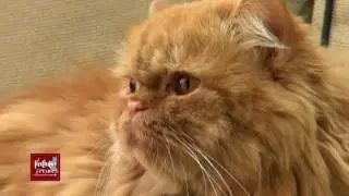Lo Gatos con Instintos Felinos
